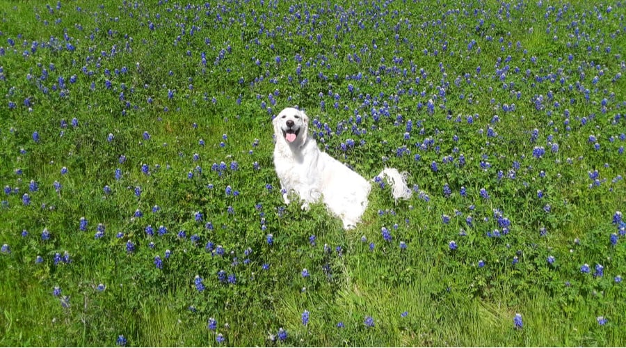 English Cream Golden Retriever in Bluebonnets