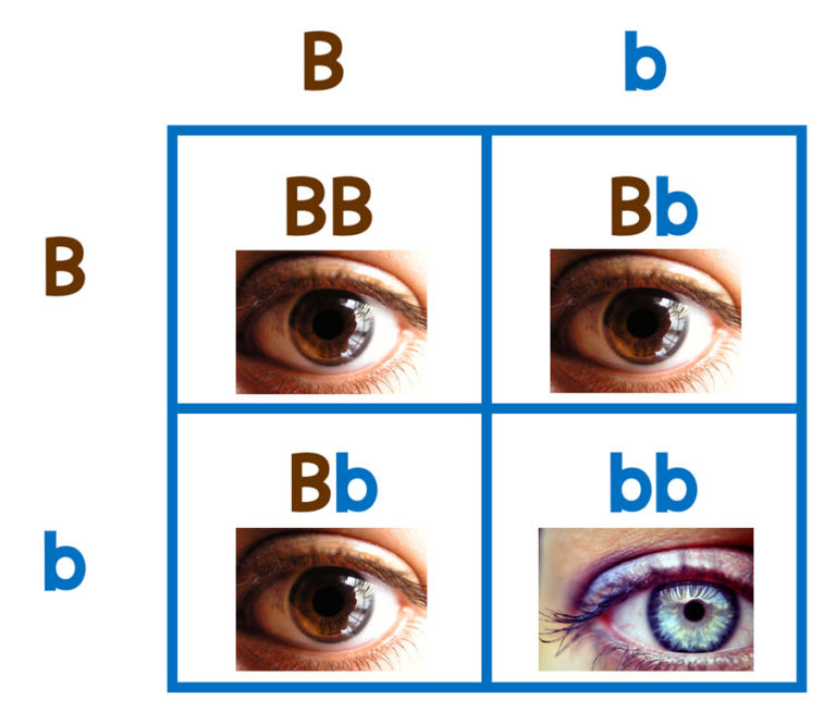 Eye Color Punnett Square Calculator